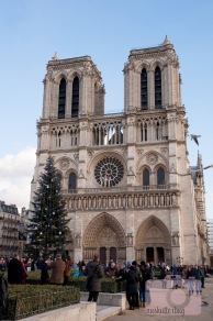 Tree in front of Notre Dame